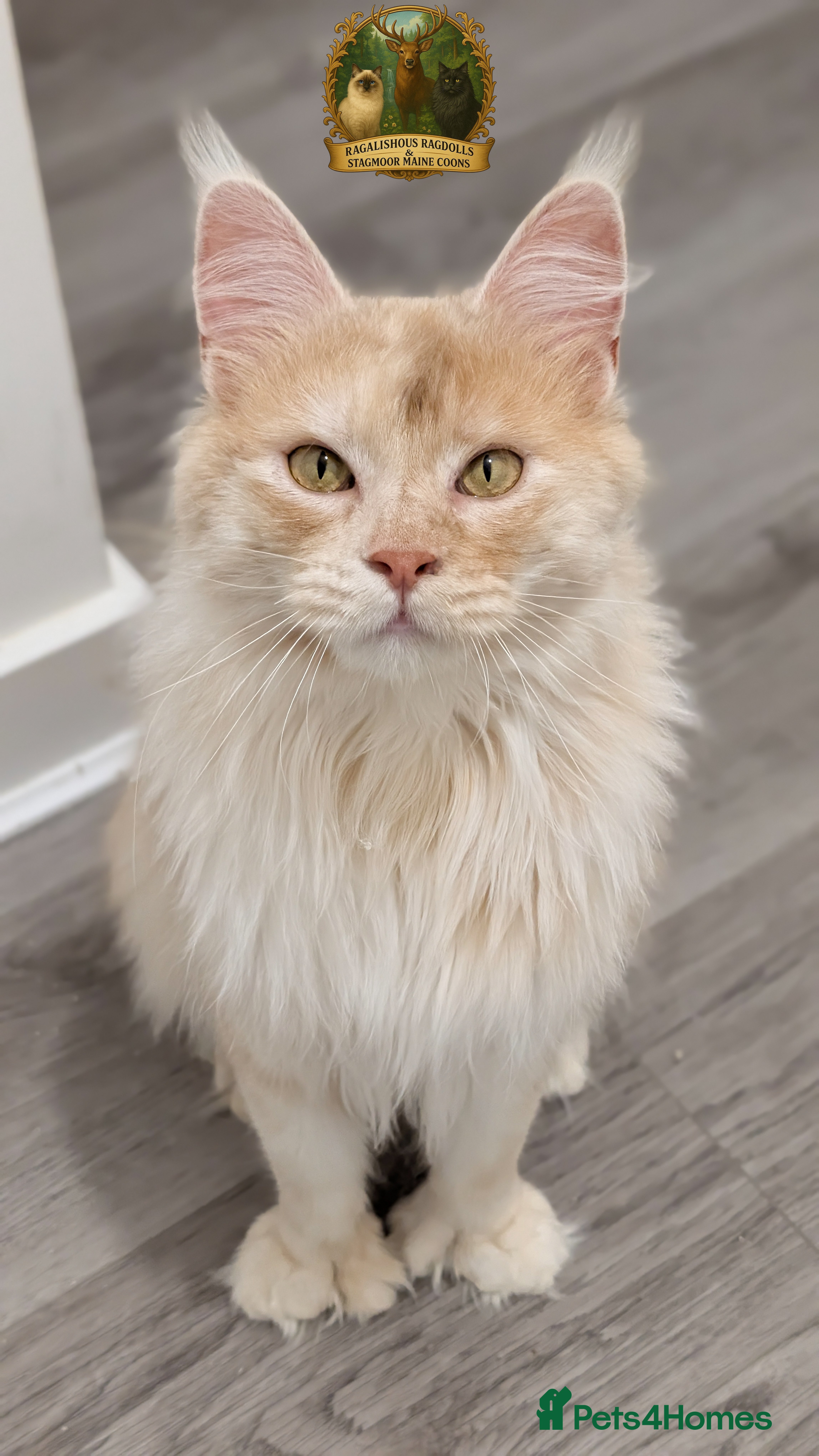 Maine Coon cats High Red Smoke 66/66 Polydactyl European line - Advert 13