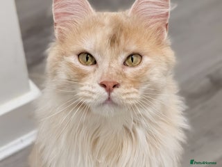 Maine Coon cats High Red Smoke 66/66 Polydactyl European line - Advert 13