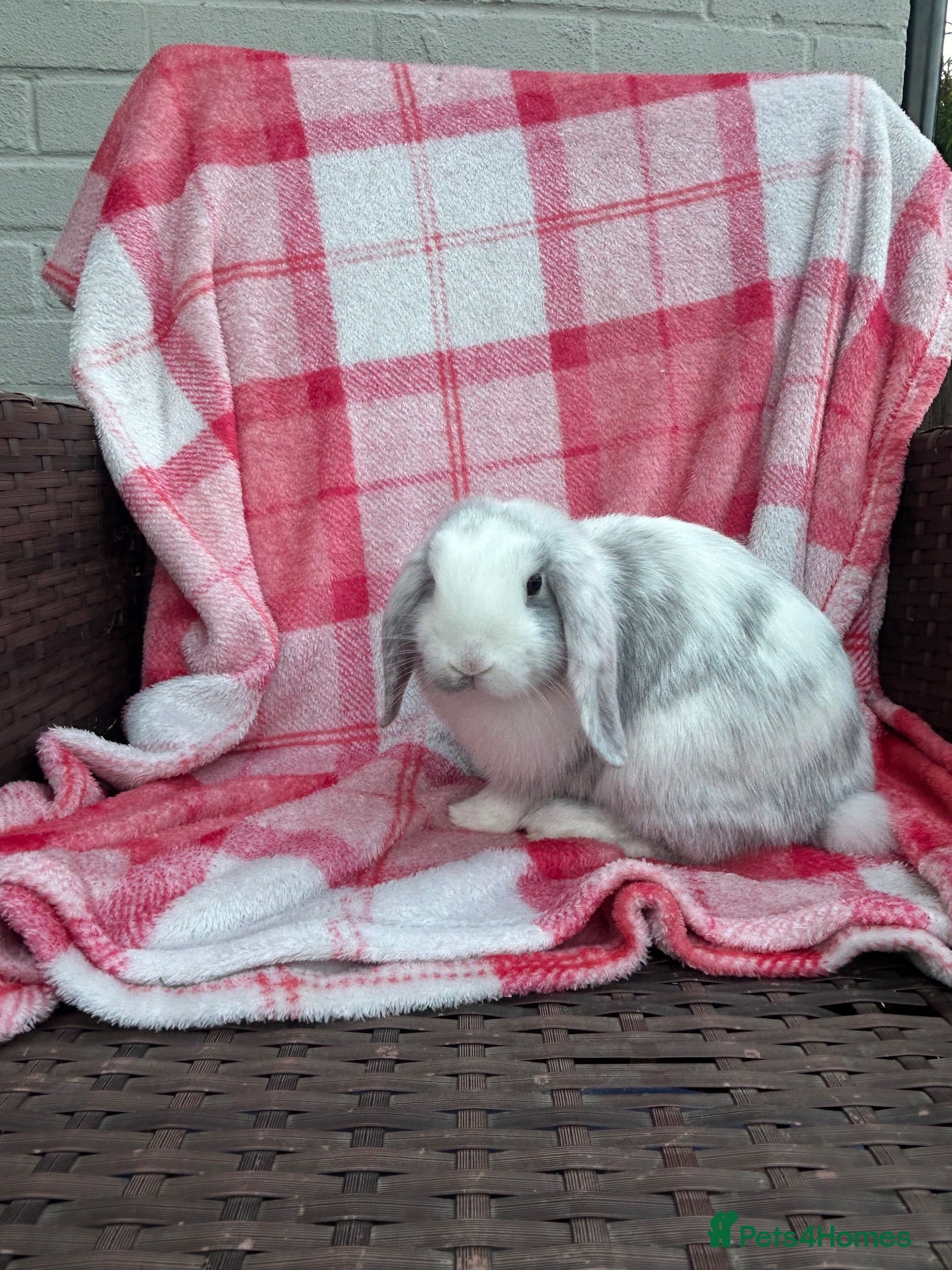 Mini Lop rabbits Mini-Lop 10 week old baby rabbits - Advert 9