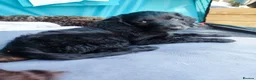 Cockapoo dogs for sale: Don't miss out just three looking for loving homes - Advert 2