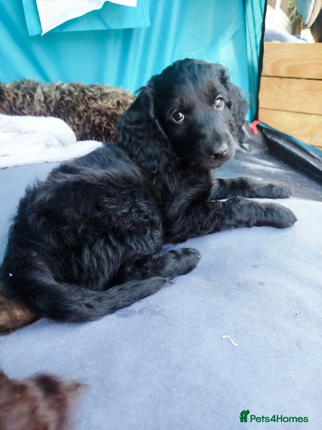 Cockapoo dogs for sale: Don't miss out just three looking for loving homes - Advert 2