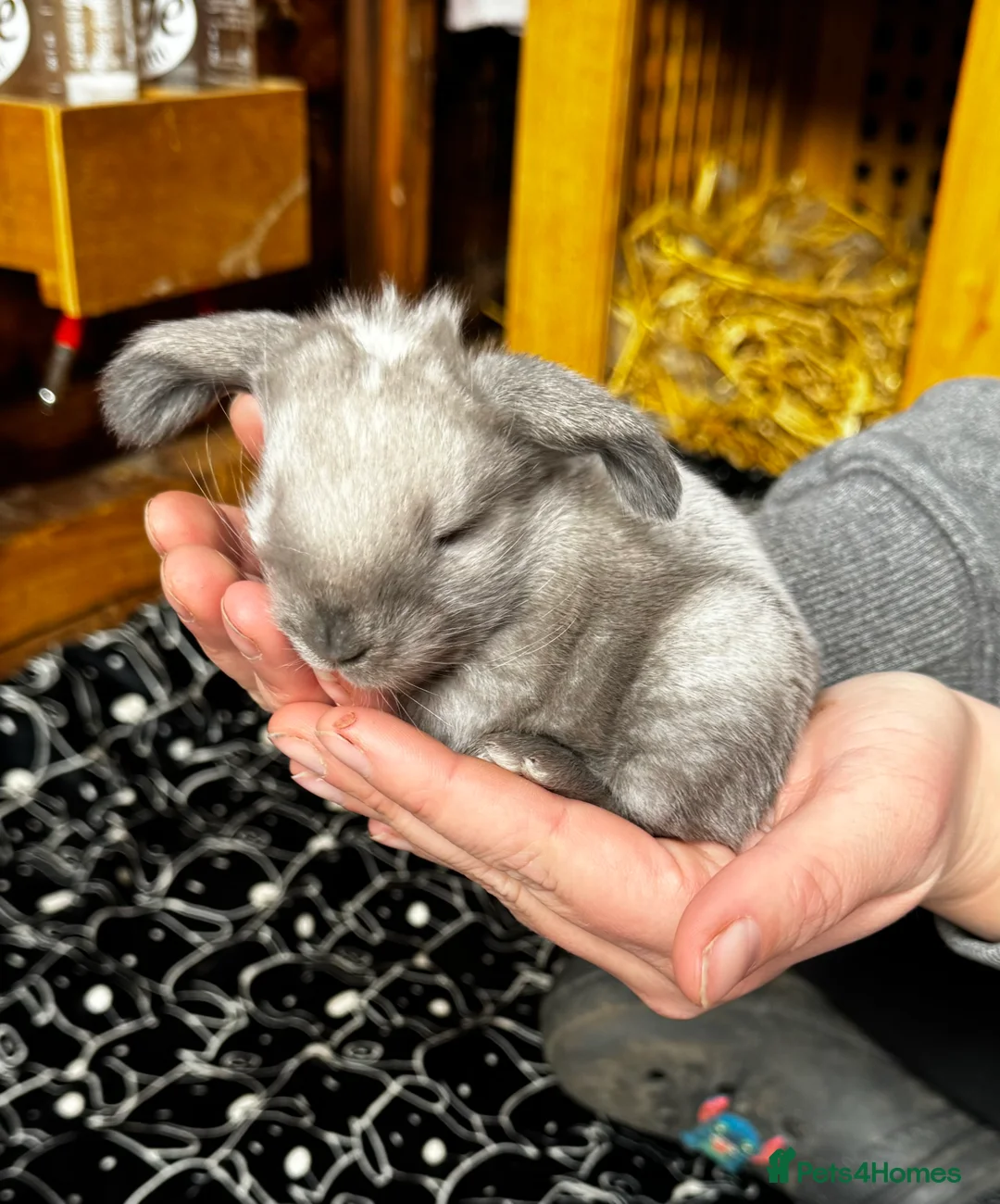 French Lop rabbits for sale: 🩷Pure bred French lop kits🩵 - Advert 24