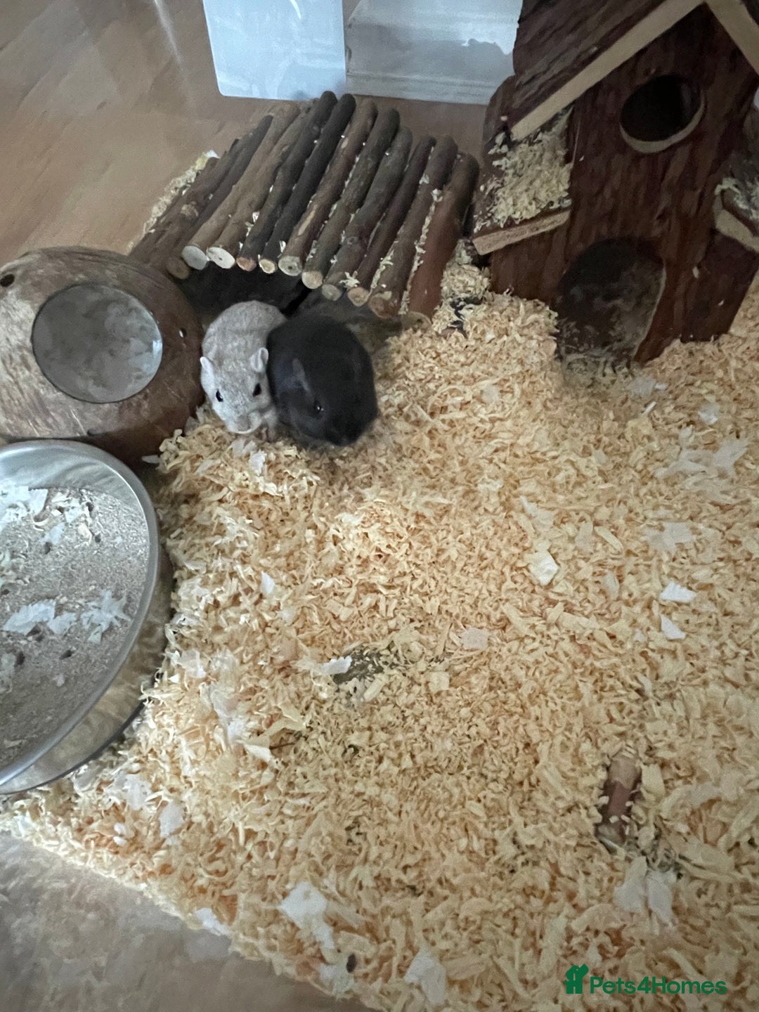 Gerbil rodents for sale: 2 male gerbils  - Image 6