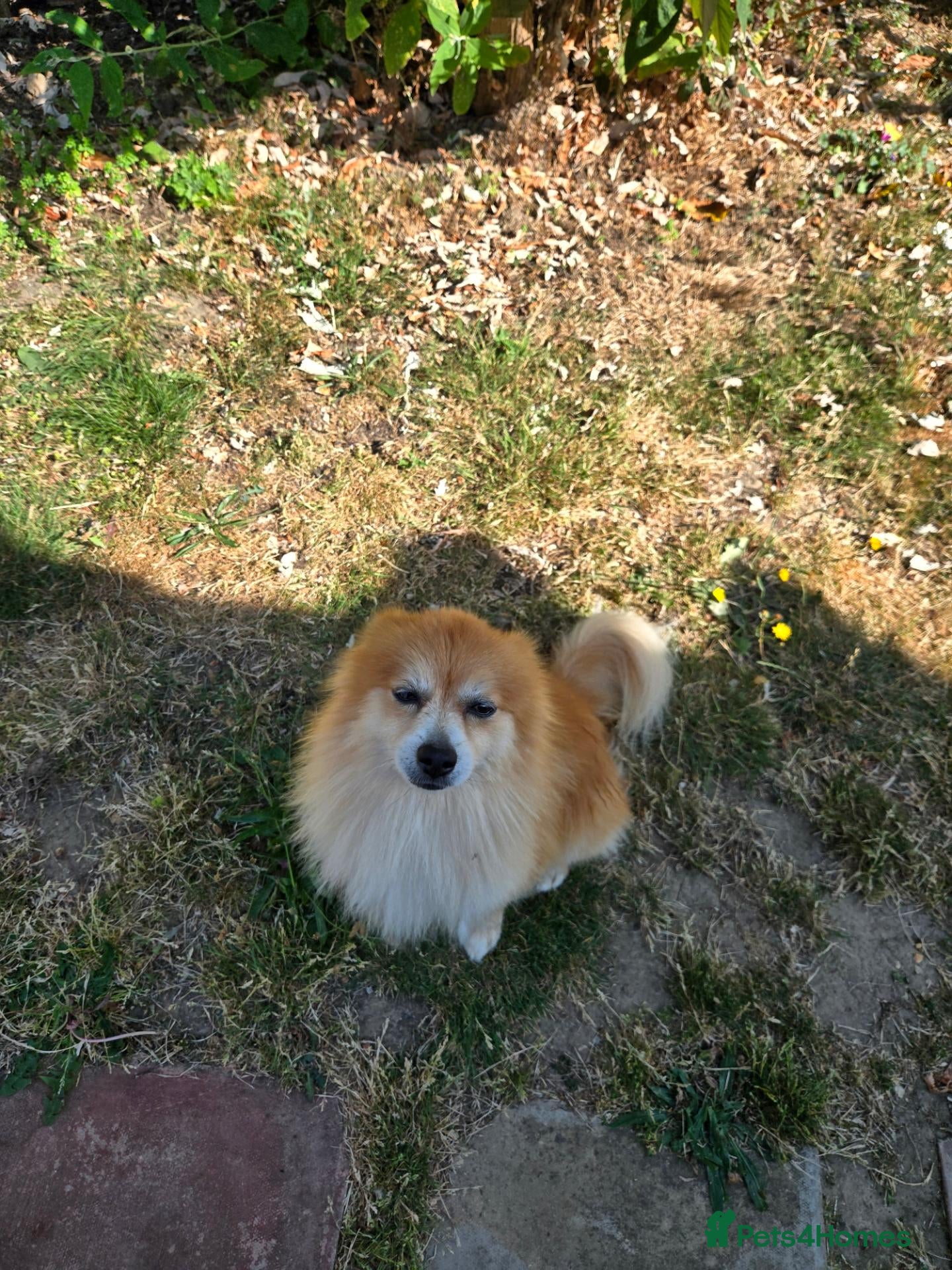 Pomeranian dogs Charlie  - Advert 11
