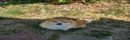 Pomeranian dogs for sale: Charlie  in Clacton-on-Sea - Advert 1