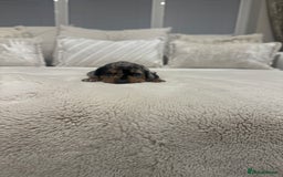 Dachshund dogs for sale: dachshund pups dapple and black & tan - Advert 12