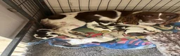 English Springer Spaniel dogs for sale: Pedigree English Springer Spaniels in Chippenham - Advert 3