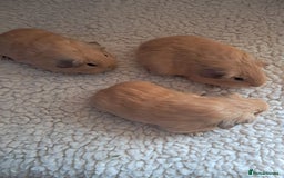 Guinea Pig rodents for sale: BEAUTIFUL PURE BABY CALIFORNIAN - Image 4