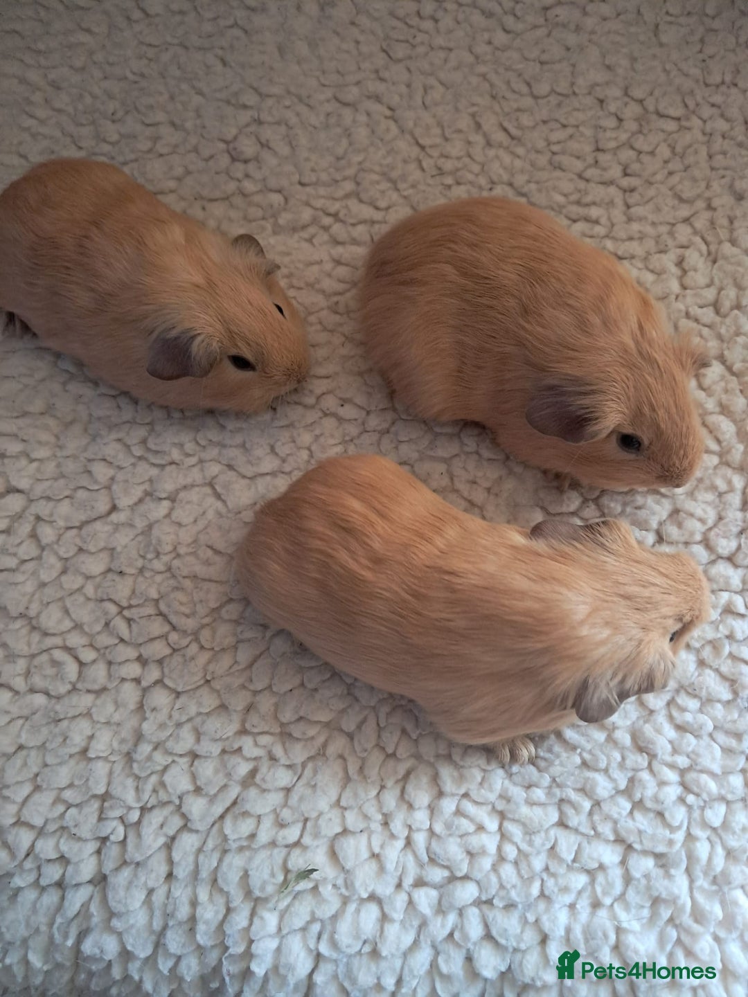 Guinea Pig rodents for sale: BEAUTIFUL PURE BABY CALIFORNIAN - Image 4