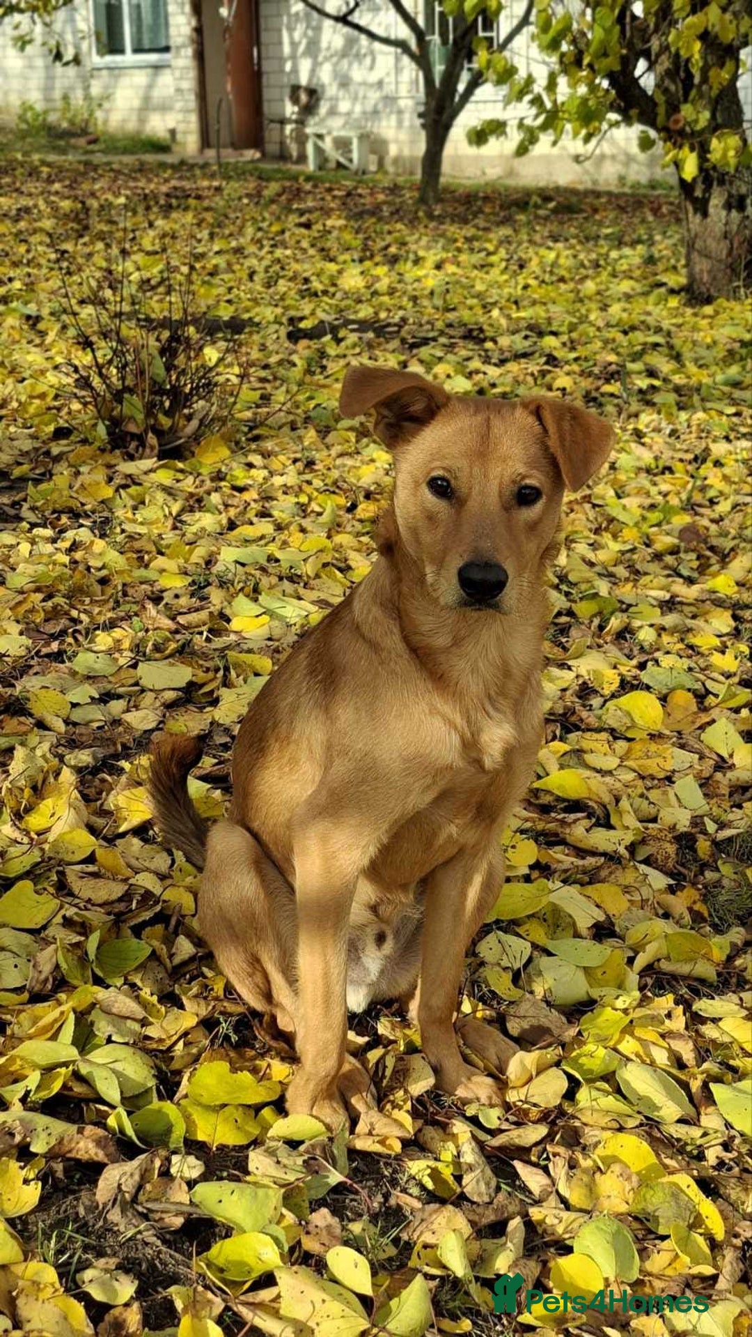 Mixed Breed dogs for adoption: URGENT: 💙ARCHIE & ARNY – Two Ginger Love-Bugs💙 - Advert 17
