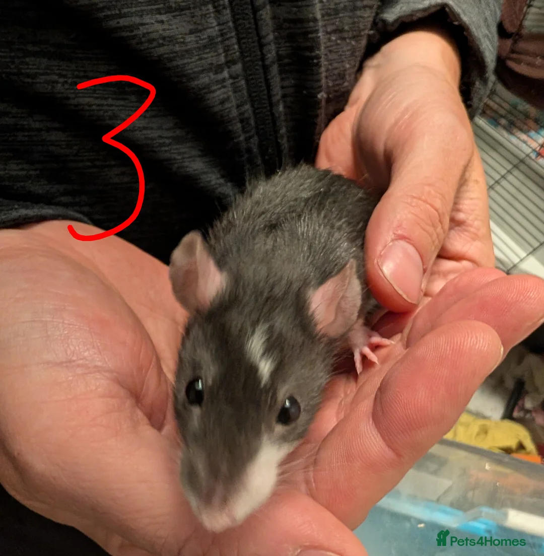 Rat rodents for sale: Adorable baby Rats *ONLY 2 BOYS LEFT* - Advert 2
