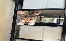 Domestic Shorthair cats for sale: Lovely Domestic short hair cats - Image 8