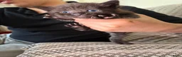Maine Coon cats for sale: Mainecoon cross kittens looking for a forever home - Advert 14