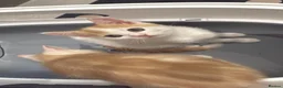 British Longhair cats for sale: British Shorthair & Longhair Kittens - Advert 2