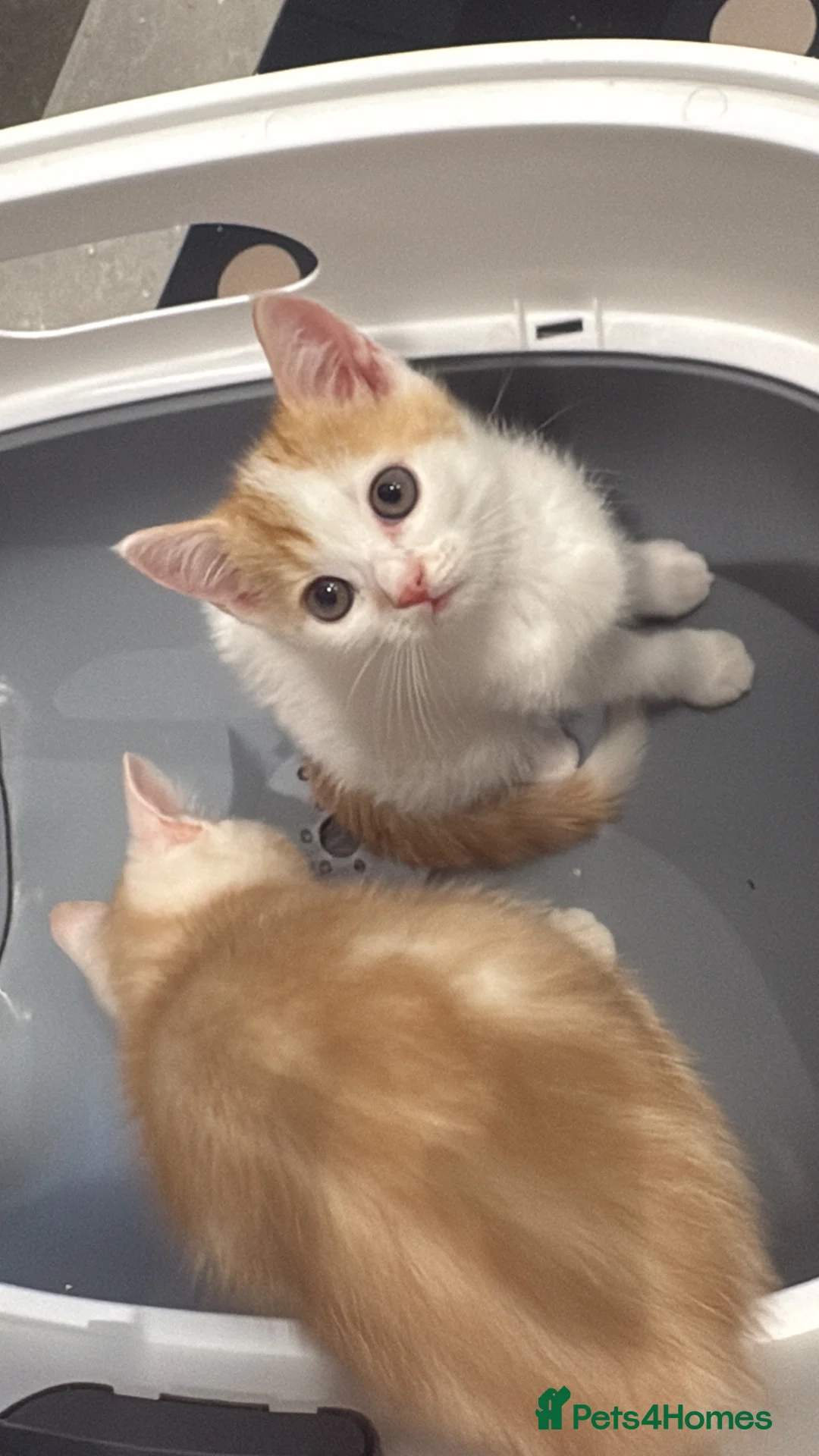 British Longhair cats for sale: British Shorthair & Longhair Kittens - Advert 2