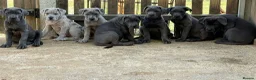 Cane Corso dogs for sale: Cane corso pups ready now - Advert 8