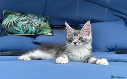 Maine Coon cats for sale: Maine Coons with Tests, Papers & Vet Checks  - Image 6