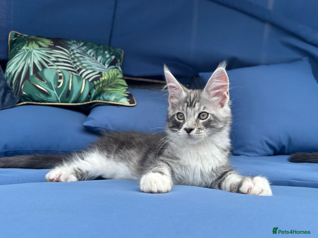 Maine Coon cats for sale: Maine Coons with Tests, Papers & Vet Checks  - Image 6