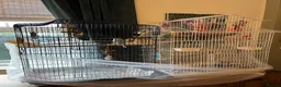 Budgerigars birds for sale: 2 budgies with there own cage set up  in Walton on the Naze - Advert 1