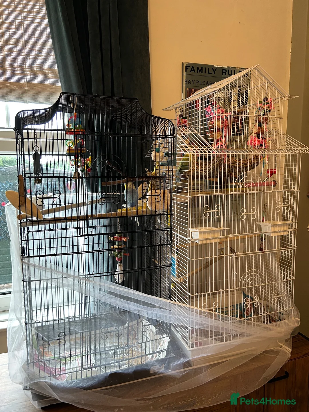 Budgerigars birds for sale: 2 budgies with there own cage set up  in Walton on the Naze - Advert 1