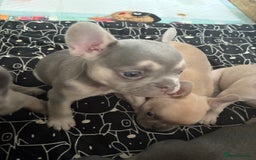 French Bulldog dogs for sale: Last 3 pups available !!Kc French bulldog puppy’s  - Image 10