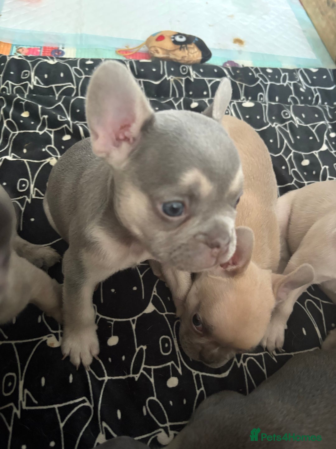 French Bulldog dogs for sale: Last 3 pups available !!Kc French bulldog puppy’s  - Image 10