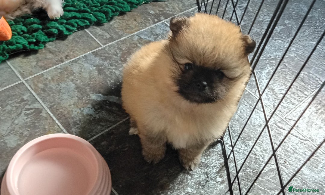 Pomeranian dogs for sale: Teddy Pomeranian girl - Image 8
