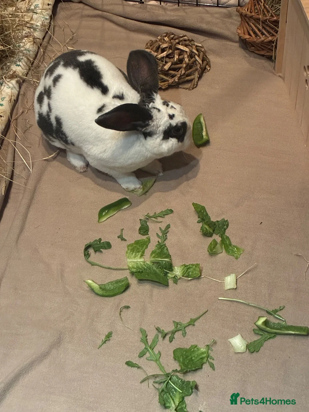 Mixed Breed rabbits for sale: Rabbit - Advert 2