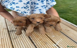 Cockapoo dogs for sale: 3 X boy Red Fox Cockapoo puppies for sale  - Image 5