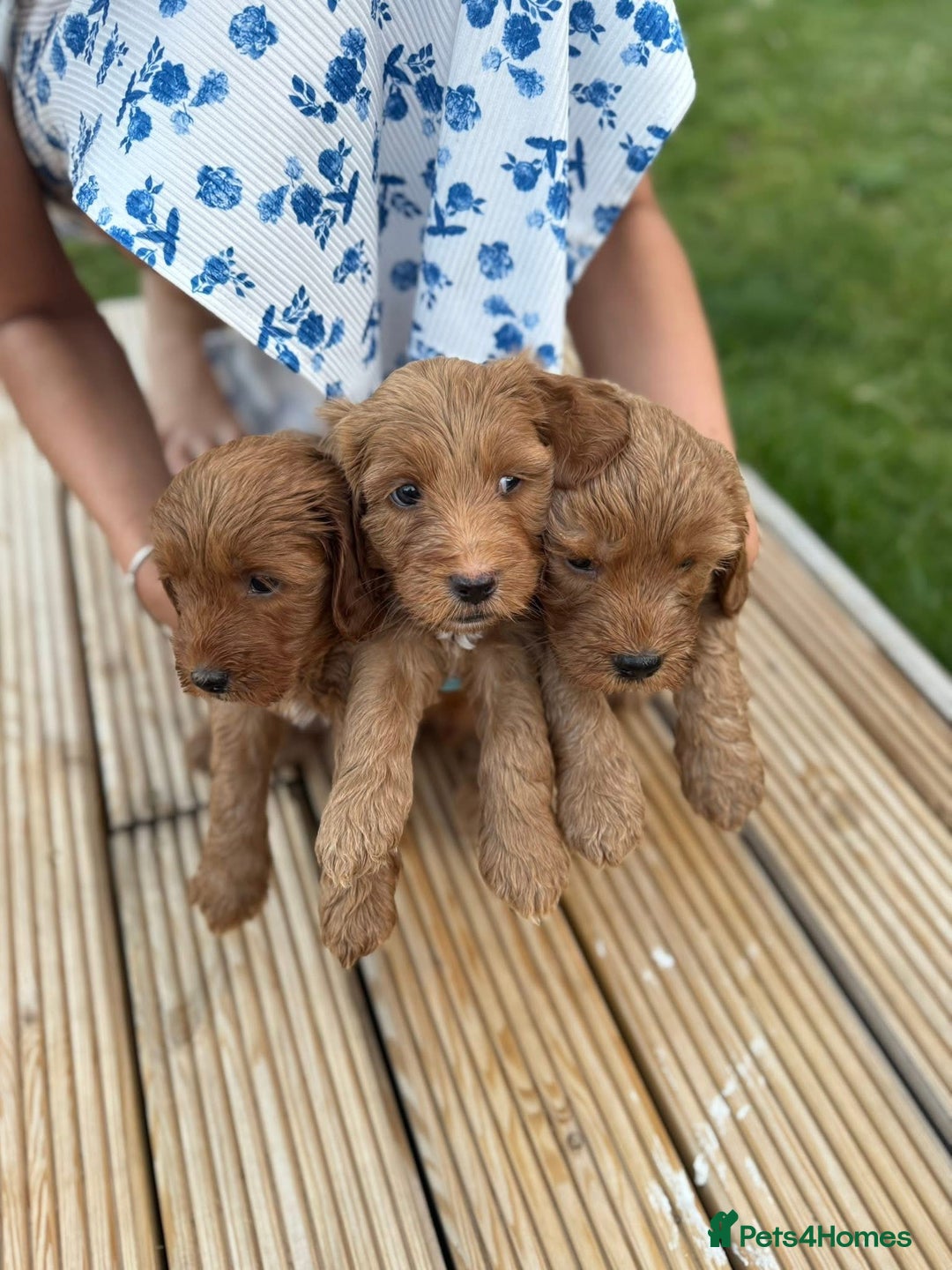 Cockapoo dogs for sale: 3 X boy Red Fox Cockapoo puppies for sale  - Image 5