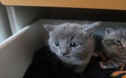 Brazilian Shorthair cats for sale: British shorthair/ domestic - Image 2
