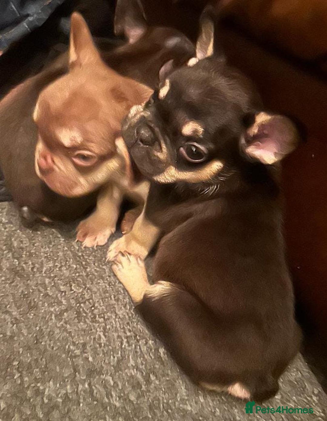 French Bulldog dogs for sale: Frenchie puppy’s available  - Advert 4