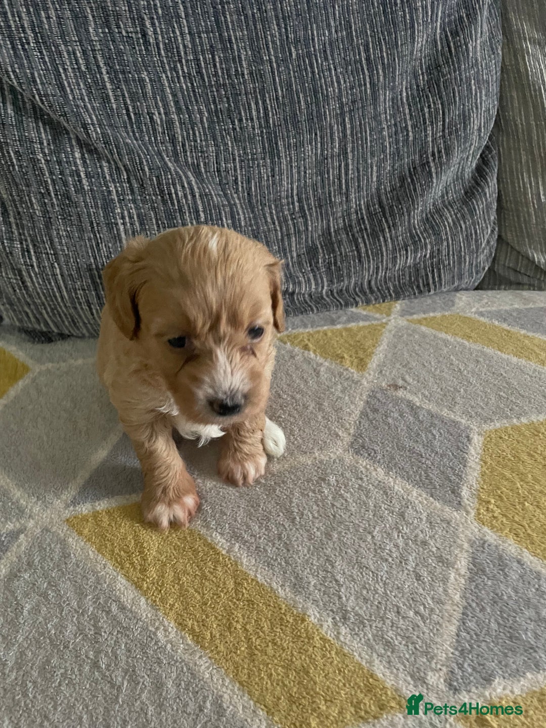 Mixed Breed dogs for sale: Miniature pups, will be available 5th  February  - Advert 7