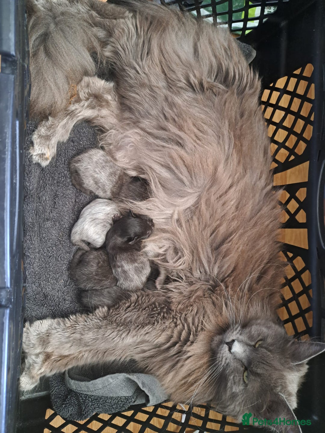 Maine Coon cats for sale: Maine coon cross kittens  - Image 1