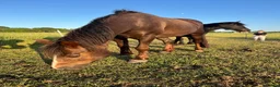 New Forest horses for sale: Willow, 13.2 liver chestnut  - Advert 3