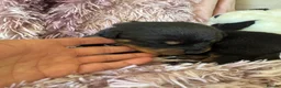 Rottweiler dogs for sale: Stunning litter of Rottweiler babies  - Advert 13
