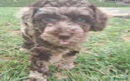 Cockapoo dogs for sale: bold and beautiful F2 miniature cockapoo - Image 4