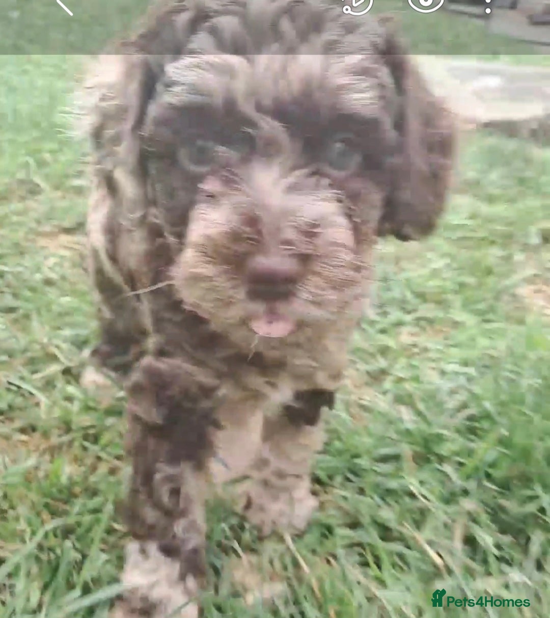 Cockapoo dogs for sale: bold and beautiful F2 miniature cockapoo - Image 4