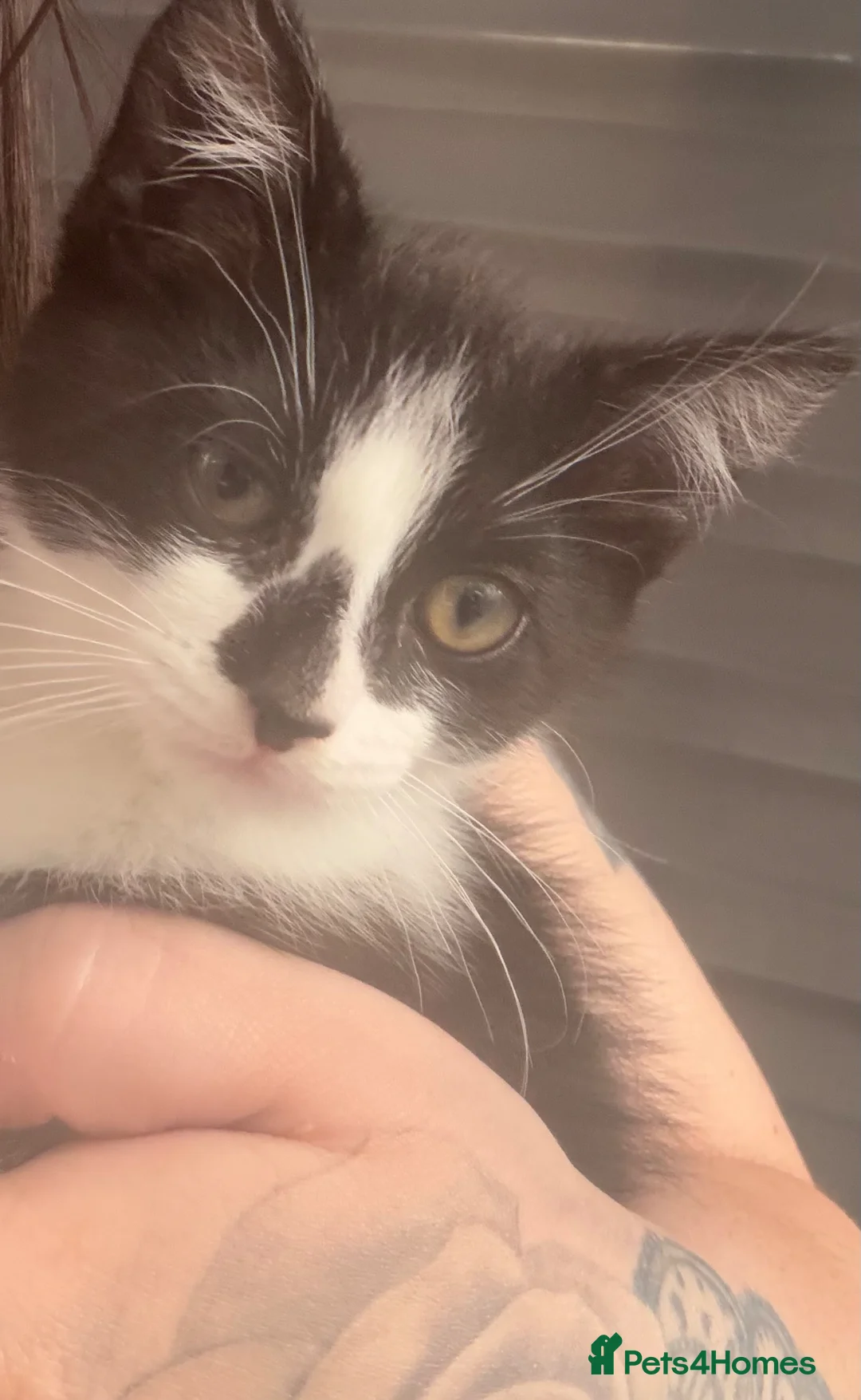 Mixed Breed cats for sale: Last kitten seeking their forever home  - Advert 2