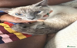 Siamese cats for sale: 🐾 Beautiful Siamese Kitten✨ - Advert 1