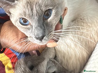 Siamese cats for sale: š¾ Beautiful Siamese Kitten⨠- Advert 1