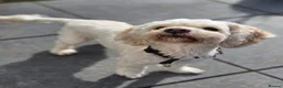 Mixed Breed dogs for sale: Beloved Cockachon looking for a new home in Christchurch - Advert 2