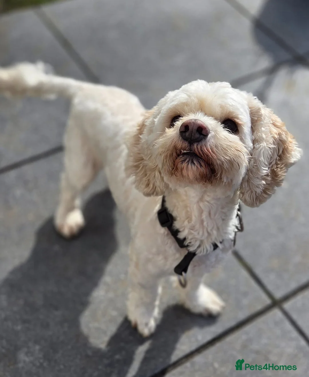 Mixed Breed dogs for sale: Beloved Cockachon looking for a new home in Christchurch - Advert 2