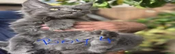 Maine Coon cats for sale: Xxl maine coon kittens  - Advert 4