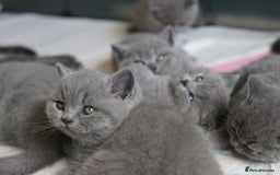 British Shorthair cats for sale: British Shorthair Kittens – GCCF Registered - Image 11