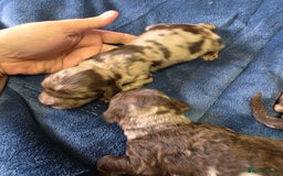 Cockapoo dogs for sale: Cockapoo puppies - Image 29