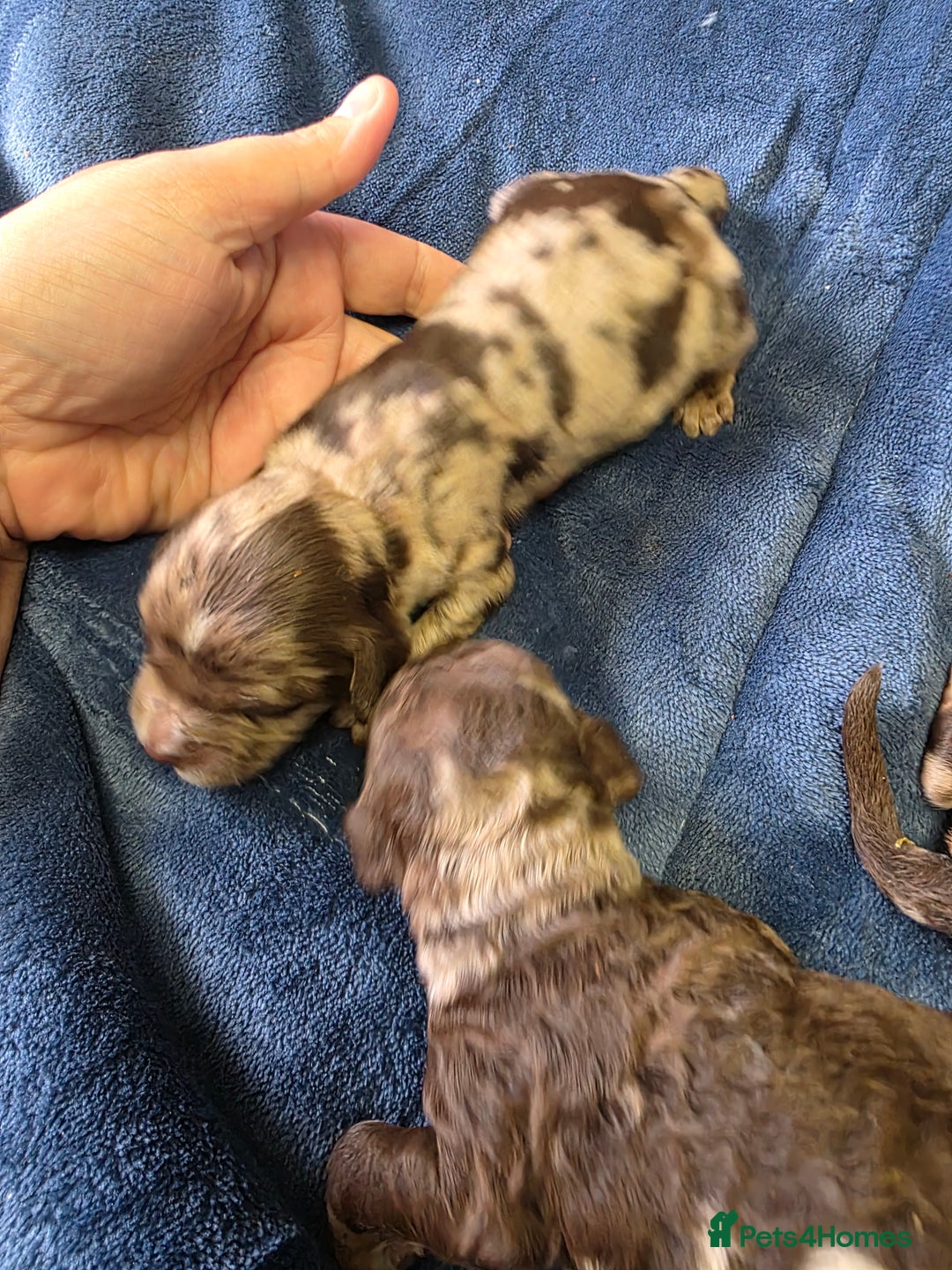 Cockapoo dogs for sale: Cockapoo puppies - Image 29
