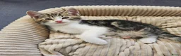 Mixed Breed cats for sale: 4 Gorgeous Tabby Kittens Ready for Loving Homes in Wakefield - Advert 5