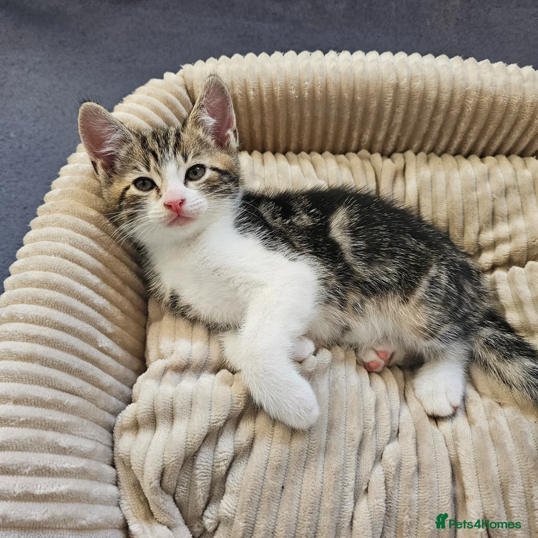 Mixed Breed cats for sale: 4 Gorgeous Tabby Kittens Ready for Loving Homes in Wakefield - Advert 5