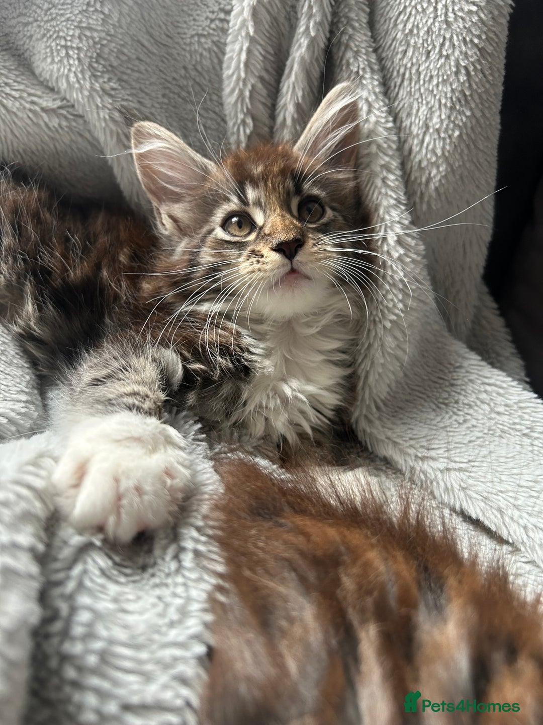 Maine Coon cats for sale: maine coon  - Image 7